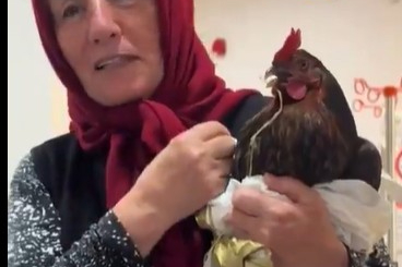 Giresun'da hastanede 'tavuk' operasyonu