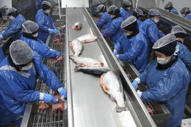 'Türk somonu' markalaşıyor 5 yılda 17 kat büyüyen ihracatta hedef 1 milyar dolar 2