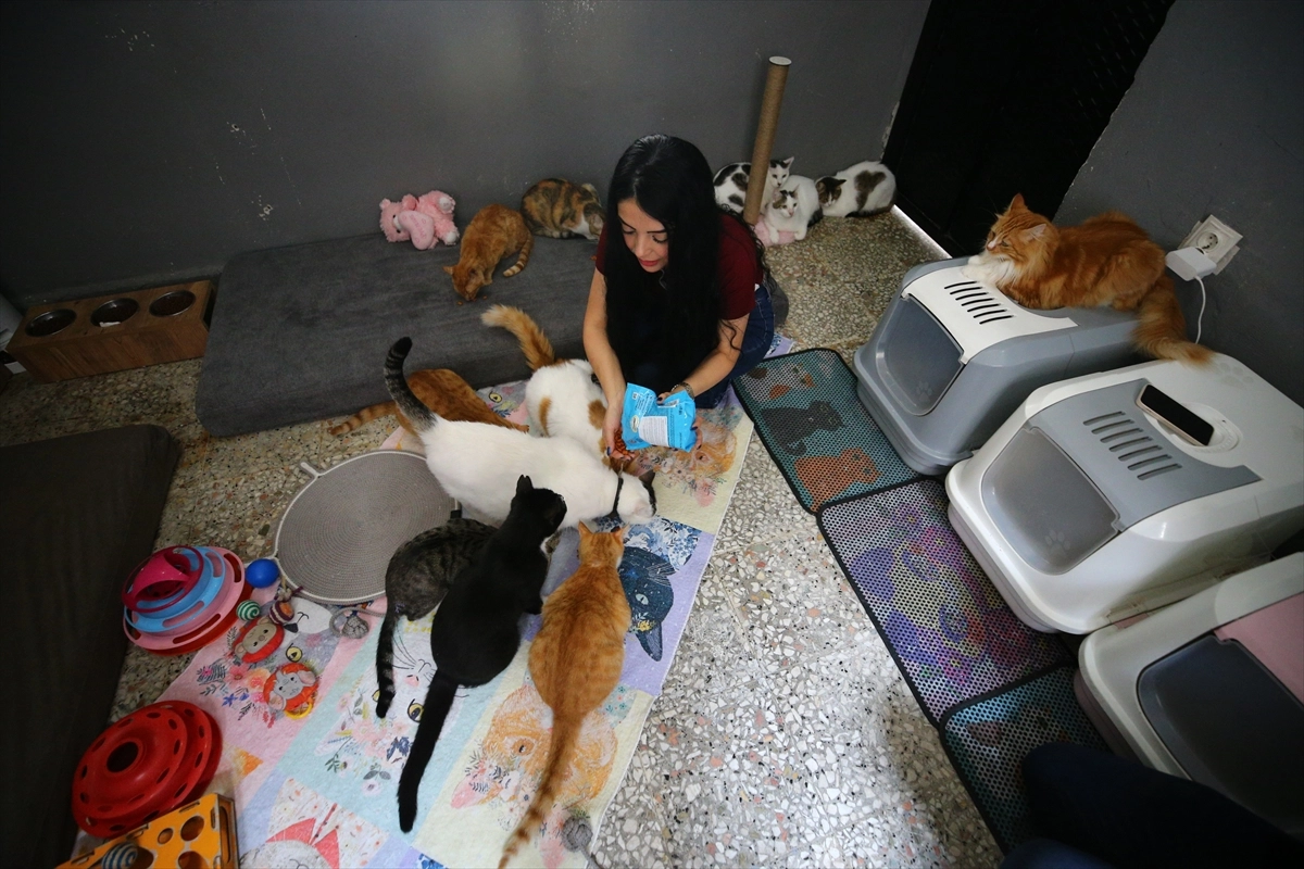 Adana’da Hayvansever Nur Kıykaç, Çatısını 38 Sahipsiz Kediye Yuva Yaptı