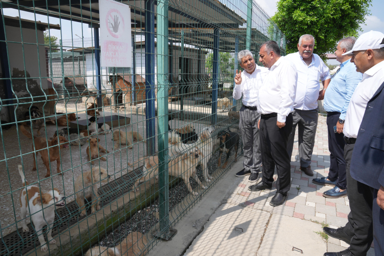 Adana’da sokak hayvanları artık doğal yaşam alanlarında bakılacak 2