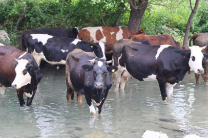 Sıcaklar bunalttı, hayvanlar suya girerek serinledi