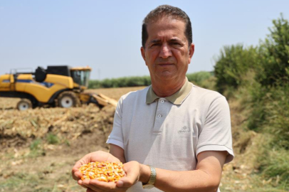 Adana’da mısır hasadı başladı