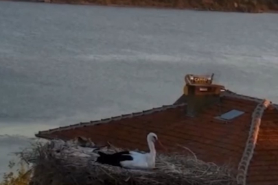 Deprem sırasında Yaren leylek görüntülendi