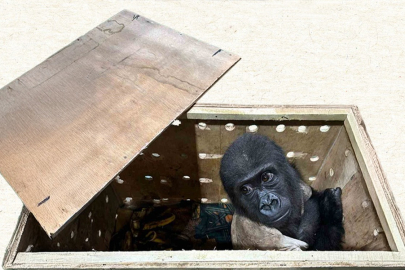 İstanbul Havalimanı’nda yakalanan yavru goril Zeytin, Nijerya’ya gönderilecek
