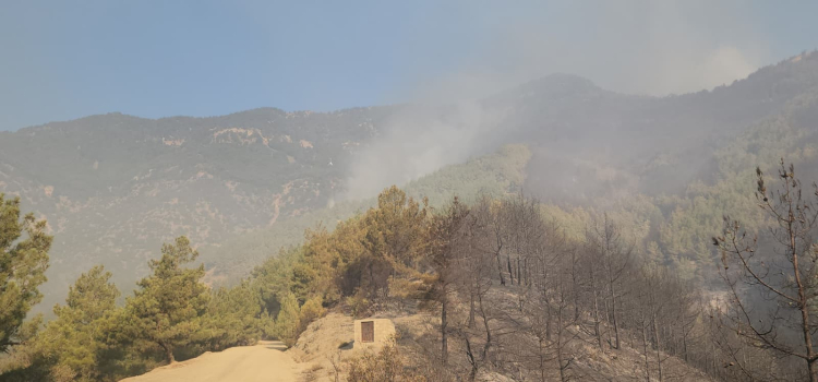 Hatay Hassa’daki orman yangını kontrol altına alındı 2