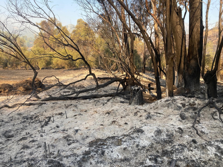 Mersin Anamur’da orman yangını sürüyor Havadan ve karadan müdahale devam ediyor 2