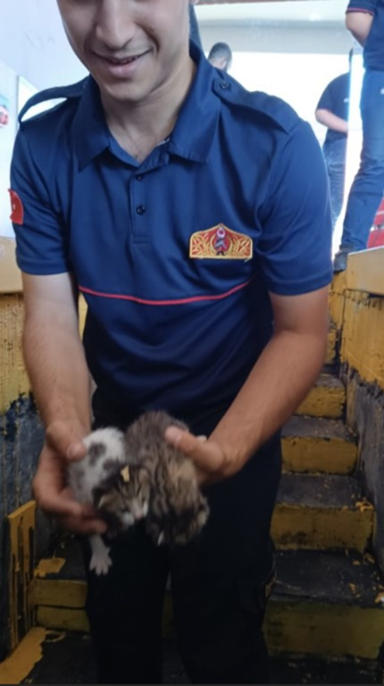 Osmaniye’de elektrikli otomobilin bagajında mahsur kalan 5 kedi yavrusu kurtarıldı 4