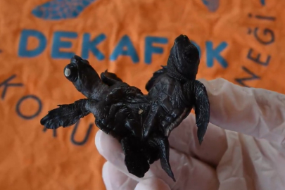 Siyam ikizi caretta caretta yavrusu görenleri hayrete düşürdü