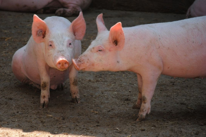 Ürünlerde domuz eti olup olmadığı nasıl anlaşılır?