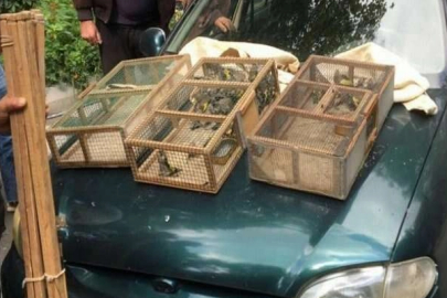 Adana’da 21 saka kuşu bulunduran kişiye 151 bin lira ceza