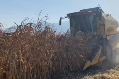 Osmaniye Düziçi’nde mısır verimi kuraklık nedeniyle yarıya düştü