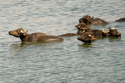 Diyarbakır’da sığır ve mandalar gölde serinliğin keyfini çıkardı