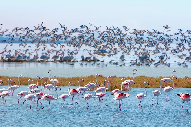 Avrupa'dan A sınıfı diploma alan doğa harikası: Balıkesir'deki Kuş Cenneti Milli Parkı