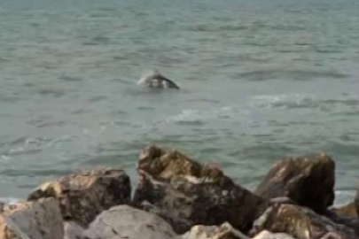 Karataş'ta yunuslar görüntülendi