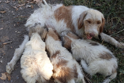 Tarsus’ta çukura düşen yavru köpek itfaiye ekiplerince kurtarıldı