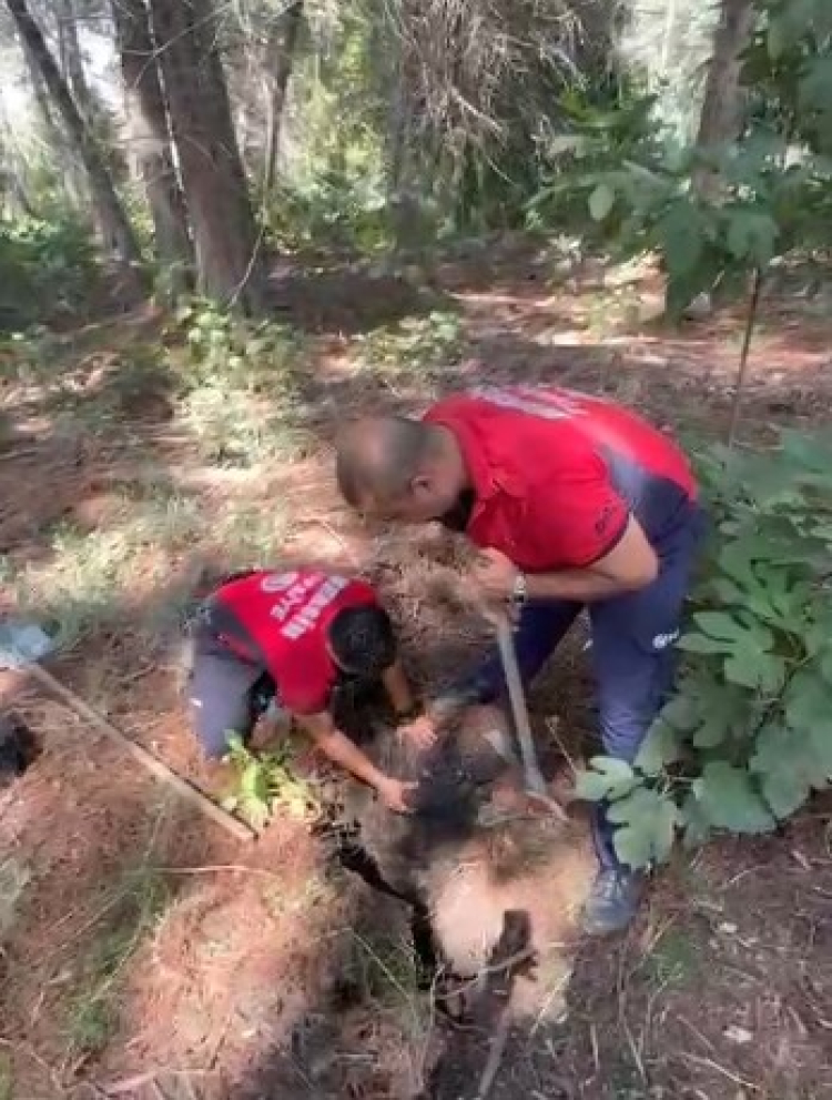 Tarsus’ta çukura düşen yavru köpek itfaiye ekiplerince kurtarıldı 2