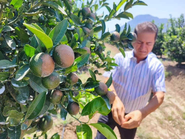 Yüreğir Ziraat Odası Başkanı Mehmet Akın Doğan