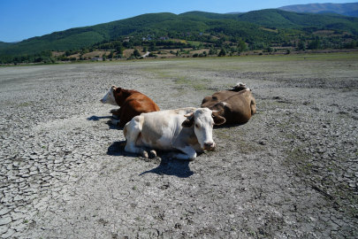 Kuraklık Ladik Gölü’nü vurdu