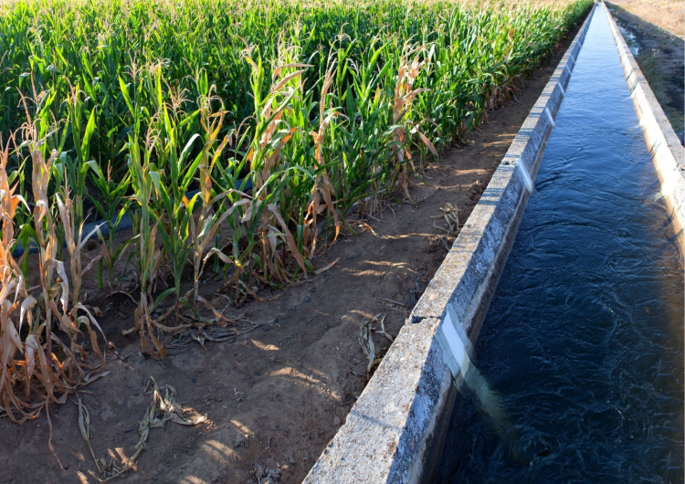 Yüreğir Ziraat Odası Başkanı’ndan çağrı “Sulama ücretleri ertelensin, çiftçi nefes alsın” 2