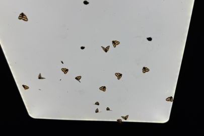 Doğu Karadeniz’de ‘vampir kelebek’ istilası: Vatandaşın kabusu haline geldi