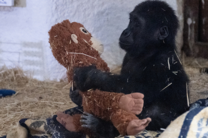 İstanbul Havalimanı’nda bulunan yavru goril “Zeytin” Nijerya’ya dönüyor