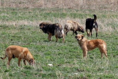 İstanbul Valiliği sahipsiz sokak hayvanlarının toplatılacağını duyurdu