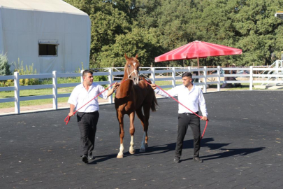  Zergüzüm Tay, 1 milyon 370 bin liraya alıcı buldu 