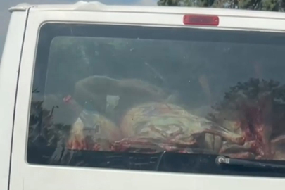 Adana’da etler hijyen kuralları hiçe sayılarak taşındı