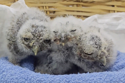 Çanakkale yangınında yuvasız kalan yavru kukumavlar koruma altında