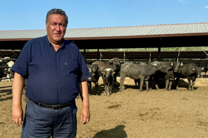 Gürer: Ülkemizde manda sayısı 1 milyon 600 binden 170 bine düştü