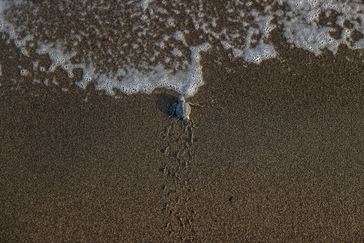 Mersin'de kaplumbağaların yumurta bıraktığı kumsalda yavru çıkışları sürüyor