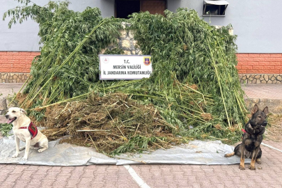 Mersin’de kenevir operasyonu: 1.580 Kök ele geçirildi