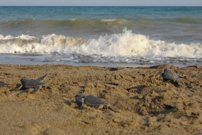 Mersin’de yavru carettaların çıkışı tüm hızıyla sürüyor