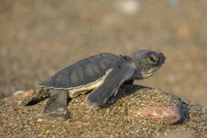Mersin sahillerinde yavru deniz kaplumbağası çıkışları hızlandı: Yuva sayısı 250’ye ulaştı