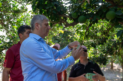 Kozan’da turunçgil bahçelerine 370 bin avcı böcek salındı