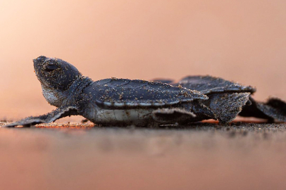Yeşil deniz kaplumbağaları için 20 yıldır süren nöbet