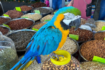 8. Cumhurbaşkanı Turgut Özal’ın papağanı çalındı