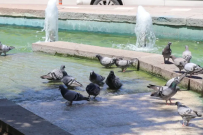 Adana’da sıcaktan bunalan kuşlar süs havuzunda serinledi