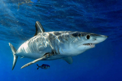 Denizde onlarla karşılaşırsanız panik yapmayın