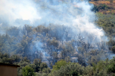 Mudanya’da korkutan yangın: Zeytinlikler küle döndü
