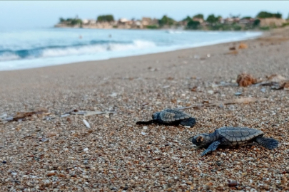 Nesli tükenme tehlikesi altındaki 40 bin 285 yavru kaplumbağa denizle buluşturuldu