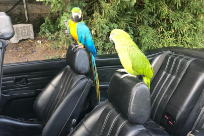 Turgut Özal’ın Papağanı Cabbar Antalya’da ikinci kez çalındı