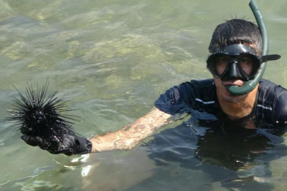 Akdeniz'de bir dönem korku salmıştı, zehirli istilacı tür yok olmaya başladı