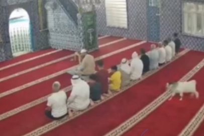 Kızıltepe’de  cemaat namaz kılarken oğlak sürprizi