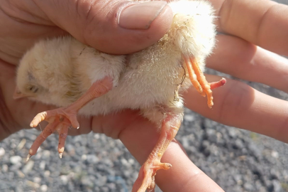 Nevşehir’de yumurtadan 4 ayaklı civciv çıktı