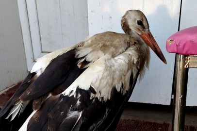 Yaralı leylek Hatay’da şefkat eliyle kurtarıldı