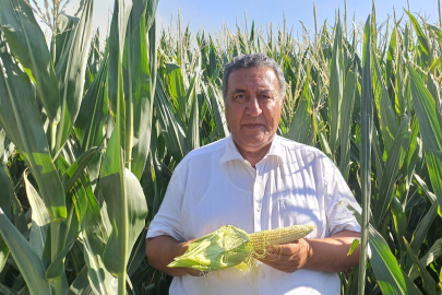 Gürer: Mısır alım fiyatı çiftçiyi memnun etmedi