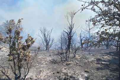 İzmir Seferihisar’da orman yangını: Havadan ve karadan müdahale sürüyor