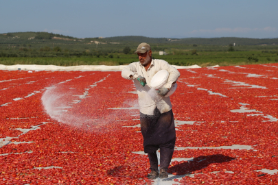 Manisa’da kurutmalık domates tarlaları görsel şölen sunuyor