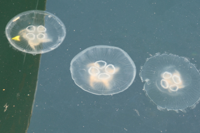 Marmara Denizi’nde denizanaları kabusu: Balıkçılar ağlarını bırakmak zorunda kaldı